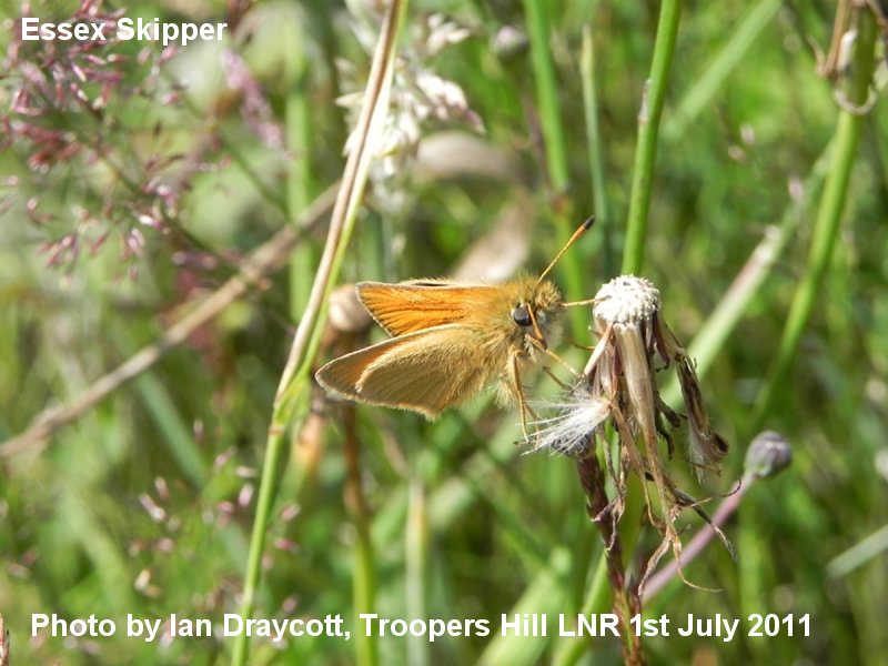 Essex Skipper - photograph by Ian Draycott, 1st July 2011