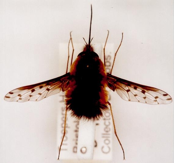 Male Bombylius discolor by David Gibbs