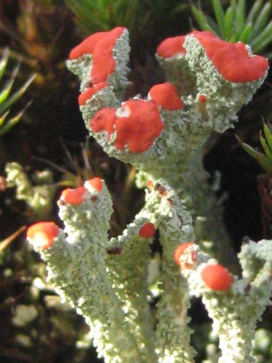 Lichen on Troopers Hill