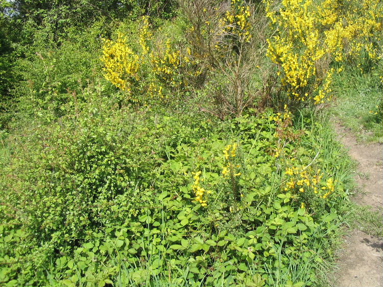 Bramble and Hawthorn with Broom