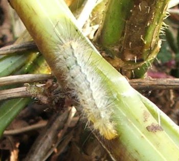 caterpillar 2