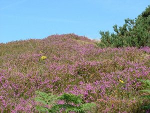 Bell Heather