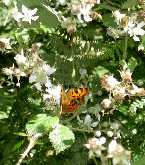 Comma on bramble