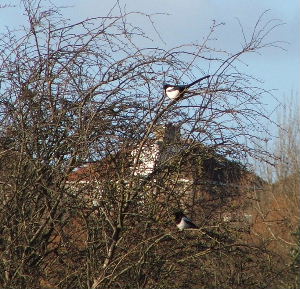 Magpies on Troopers Hill