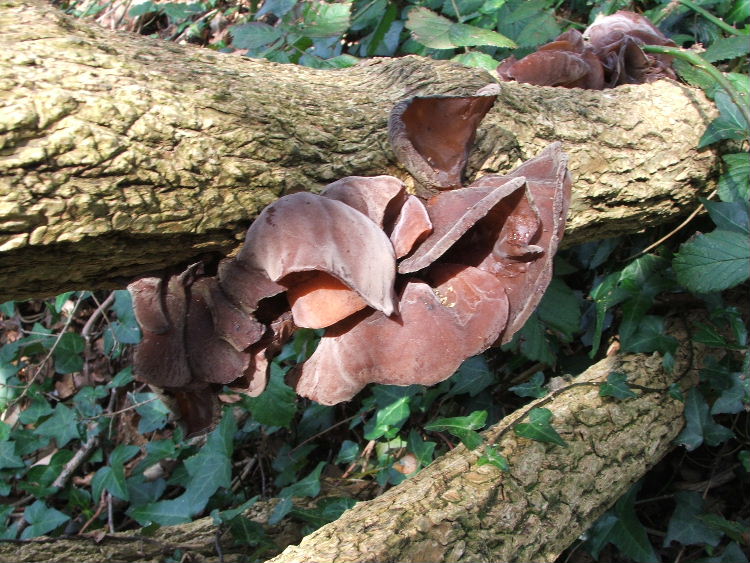 Auricularia auricula-judae