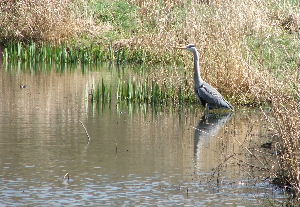 Eastwood Farm LNR