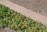 scarlet pimpernell on  a step near Greendown