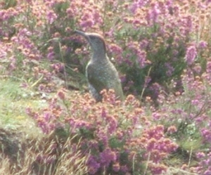 Green Woodpecker