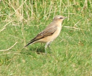 Wheatear