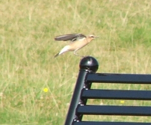 Wheatear