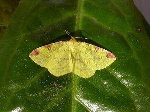 Brimstone Moth