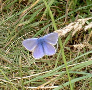 Common Blue