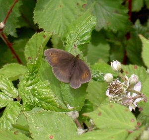 Meadow Brown