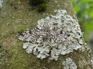 Peppered Moth