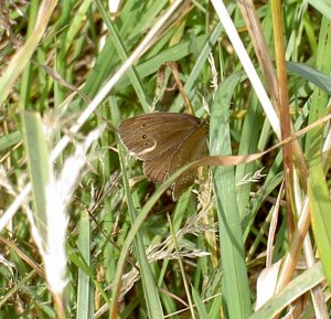 Ringlet