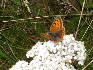 Small Copper