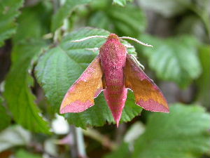 Small Elephant Hawk Moth