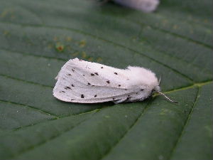 White Ermine