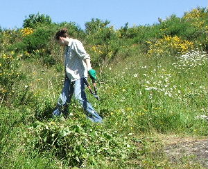 In Sally's Glade, June 2006