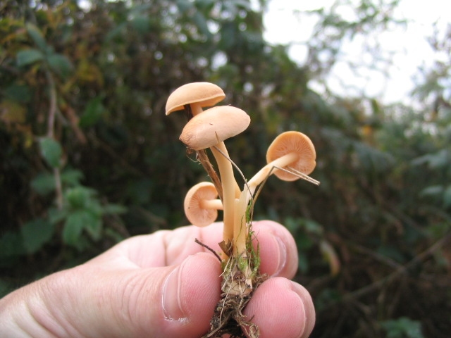 Troopers Hill Fungi Foray