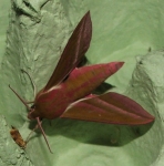 Elephant Hawk Moth