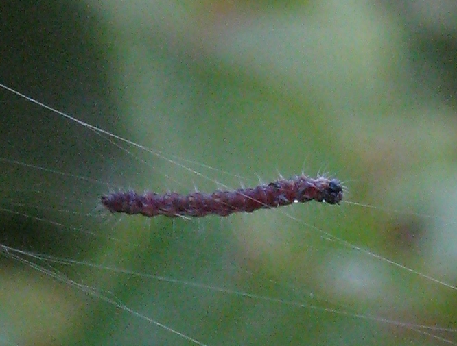 Orchard ermine moth - maybe