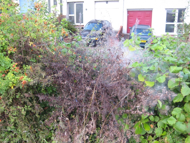 blackthorn attacked by caterpillar.jpg