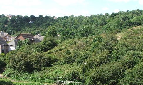 Troopers Hill Woods in June 2007