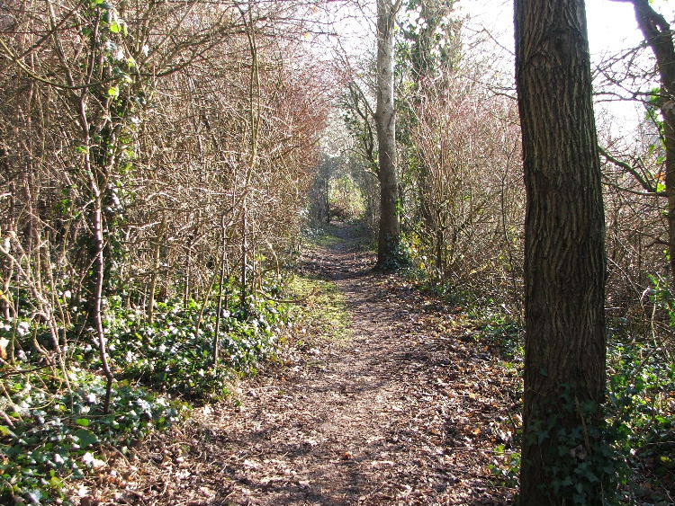 Troopers Hill Woods - Lower Path