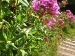 Red Valerian Centranthus ruber by Amy