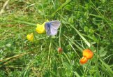 A common blue butterfly on birdsfoot trefoil