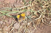 Small copper - Lycaena phlaeas