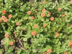 Close up of Scarlett Pimpernel